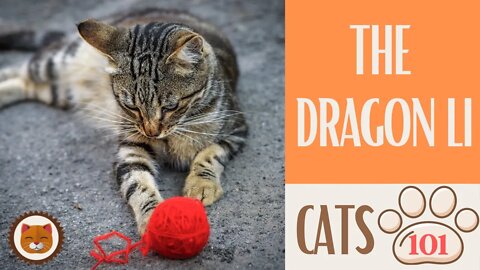 🐱 Cats 101 🐱 DRAGON LI CAT - Top Cat Facts about the DRAGON LI