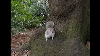 A friendly squirrel. Wanting food.