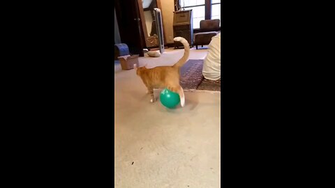 cat baloon walk