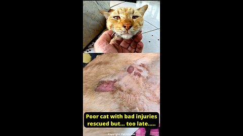 Yesterday drama - today sadness - a lovely young cat left to suffer. 3 VIEWS! on RUMBLE