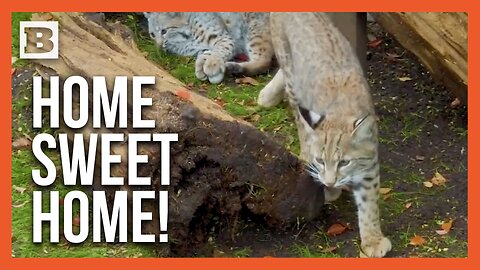 Young Bobcat Duo Finds New Home at Audubon Zoo After Orphaned Journey