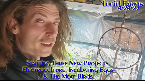 Starting Three New Projects. Electroculture, Incubating Eggs & The Meat Birds. 4/24/23 Lucid Farms.