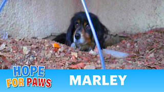 Marley - rescued from the Hollywood Hills by Eldad Hagar