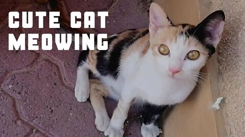 Enjoy this Stray Cat Meowing