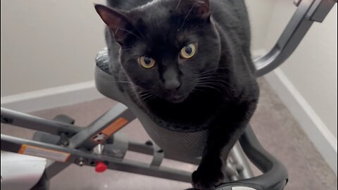 Adopting a Cat from a Shelter Vlog - Cute Precious Piper Does One Handed Exercise