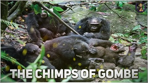 What we can learn about ourselves from the Chimps of the Gombe Chimpanzee War