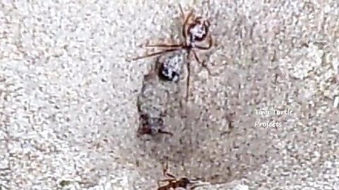 Ant vs Antlion