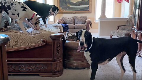 Great Dane invites her siblings to play bed zoomies