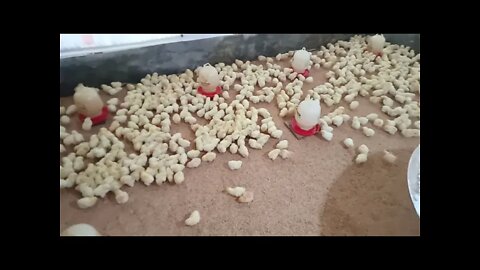 Ternak Ayam Potong, Usia Baru 1 Hari