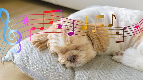 44 Minutes of Soothing Music for Dogs (SCIENTIFICALLY PROVEN)