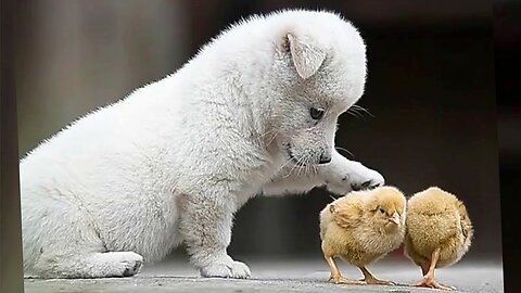 Cute dog playing with a little chick