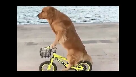 Baby Dogs 🔴 Cute and Funny Dog Videos Compilation | Funny Puppy Videos 2023