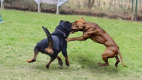 Dog Fighting
