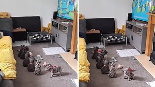 Litter Of Puppies Sit Down To Watch Cocomelon