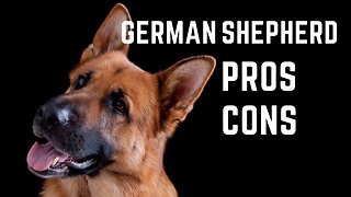 German Shepherd Pros and Cons, Is It the Right Choice?