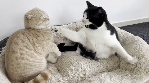 Kitten Interrupts Kneading Cat