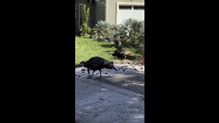 Front Yard Turkeys