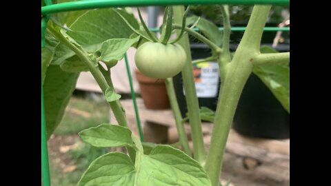 Cheap DYI tomato trellis