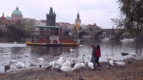 Happy hispanic couple feeding swans at Prague lake