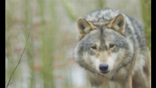 Wolfdog canine wild animals