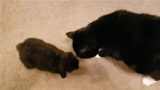 Kitty meets my new cute bunny