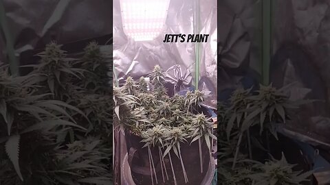 jetts plant im growing this girl for its a wedding cheesecake autoflower week 11 day 5