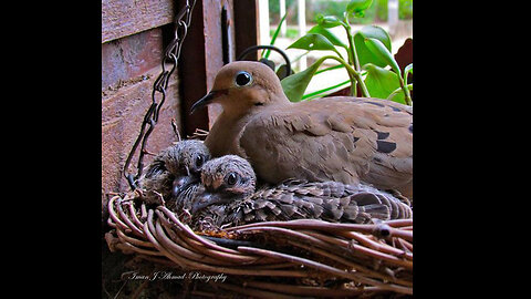 Cute Dove Bird 😍👌