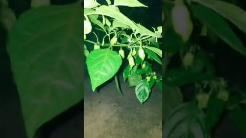 Growing Ghost Peppers | Super Hots | The Most Extreme Hottest Pepper In The Entire World!!!