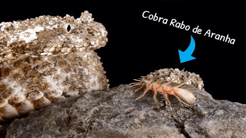 Cobra Rabo de Aranha - A víbora que atrai suas presas usando a cauda