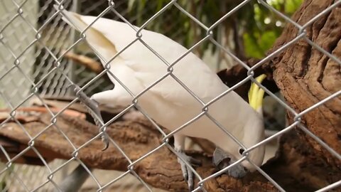 Sulphur Crested Cockatoo inside a Cage Slow Motion