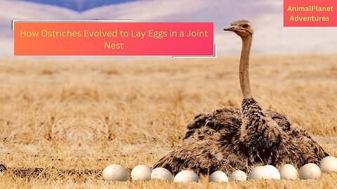 How Ostriches Evolved to Lay Eggs in a Joint Nest