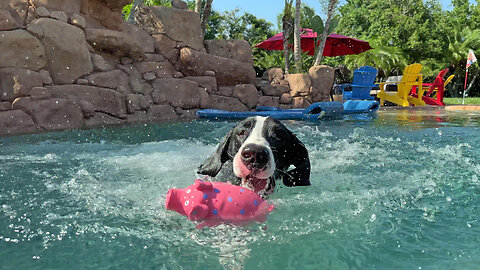 Smiling Great Dane loves to swim with her pink pool piggy