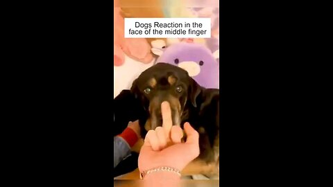 Dogs reaction to the middle finger...LOL