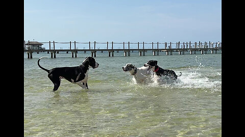 Water Loving Great Danes Race Splashing & Dashing Zoomies