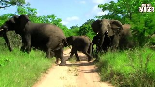 Elephant Herd Show Aggression Before Crossing The Road