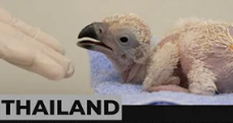 Thai zoo breeds first red-headed vulture chick in 30 years