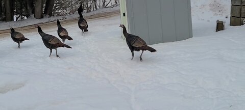 Wild Turkeys come for a visit