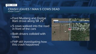 Cows on State Road 29 causes deadly crash