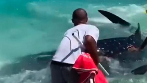 Lifeguards rescue stranded baby whale shark near Cape Town