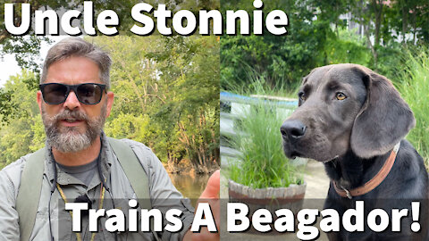 Uncle Stonnie Trains A Beagador | Labrador Retriever / Beagle Cross River Adventure