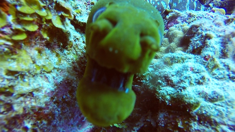 Hungry Moray Eel closely investigates camera