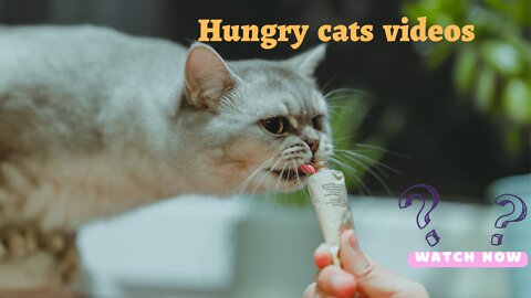 Hungry funny cat videos