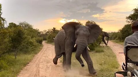 Massive Elephant Terrific Attack on the Safari Guide