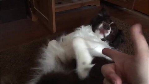 Border Collie Hilariously Plays Dead On Command