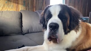 Falling asleep with his head up St Bernard is too cute!