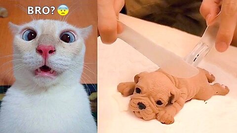 Weird Reactions Of Cats And Dogs!!! 🐕🐈 Super Funny Animals - PART: 62