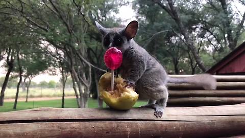 Family of galagos enjoy tasty sweet treats