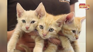 Pet Patrol SPCA Tampa Bay | Morning Blend