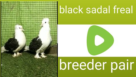 Black sadal feral breederpair pigeon beautiful