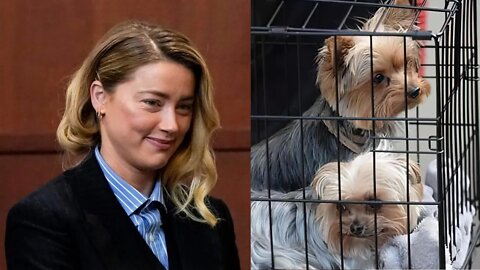 Johnny Depp Amber Heard Australian Dog Smuggling Scandal